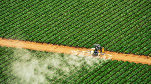 Best Wasp Removal Services  in Gosnell, AR