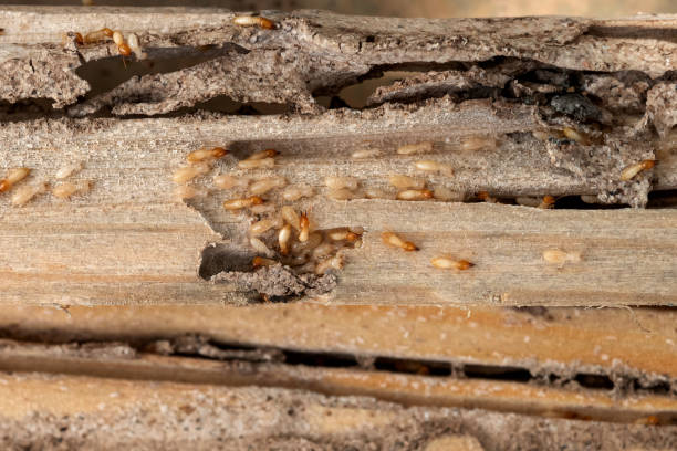 Bird Control in Gosnell, AR